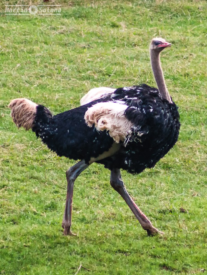 avestruz-baja-calidad