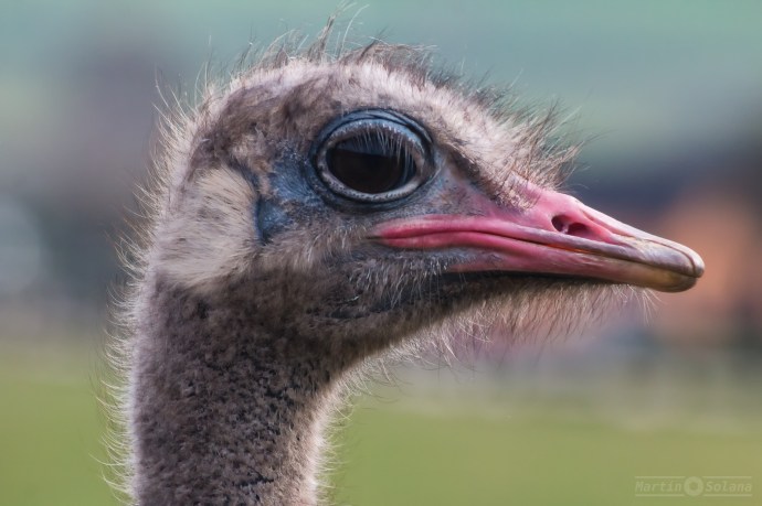 avestruz-cabeza
