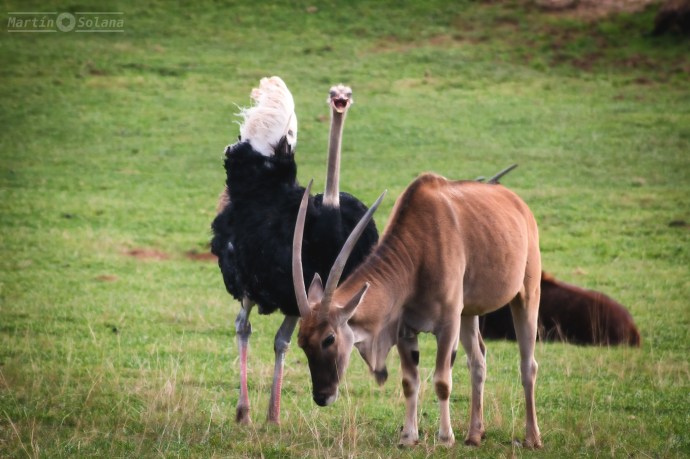 avestruz-y-cornudillo-en-pie