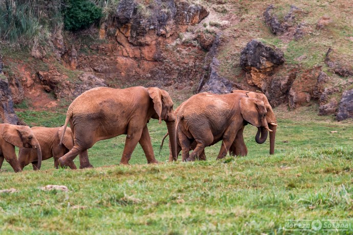 elefantes-manada