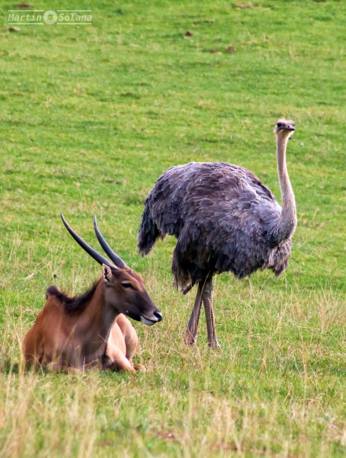 gacelilla-y-avestruz