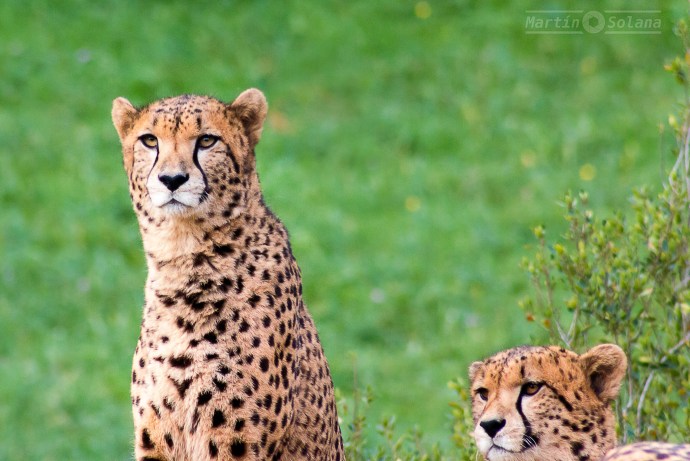 guepardos-enfoque