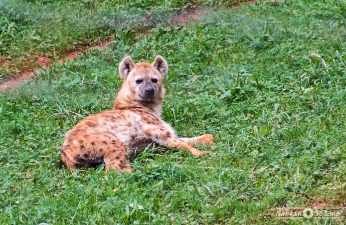 Hiena